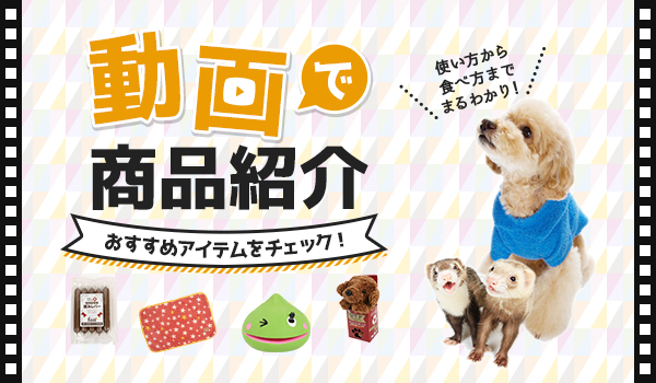 ư��Ǿ��ʾҲ𡡤������ᥢ���ƥ������å���