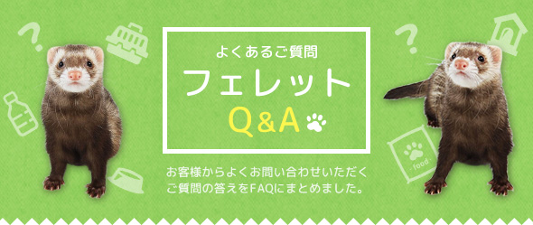 フェレットQ&A