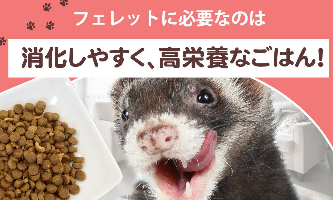 フェレットのフード選び
