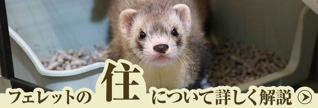 フェレットワールド WEB SHOP