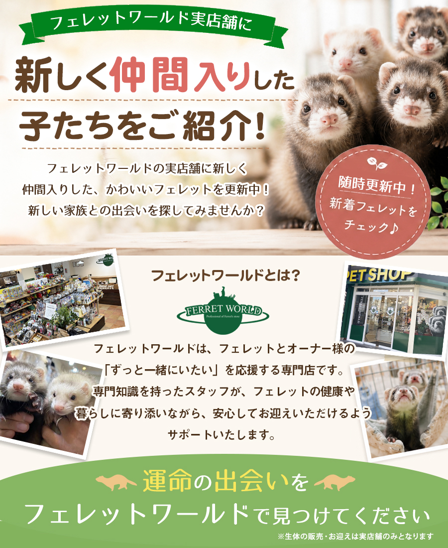 フェレットワールド実店舗新着フェレット情報