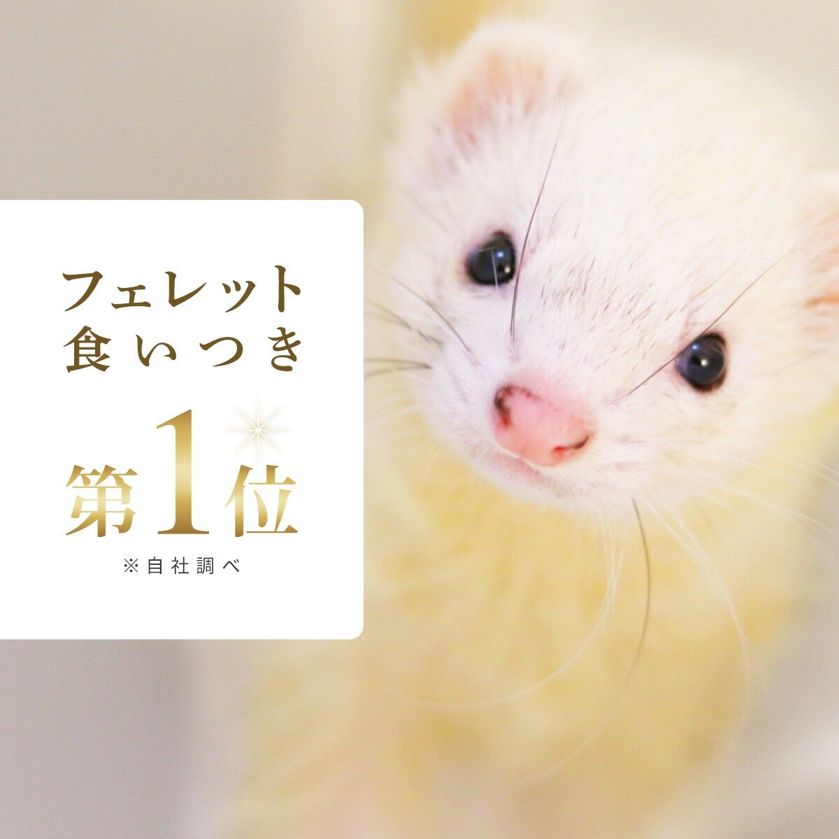 フェレット 【送料無料】フェレットフード ジャパンフェレミアム1.5kg