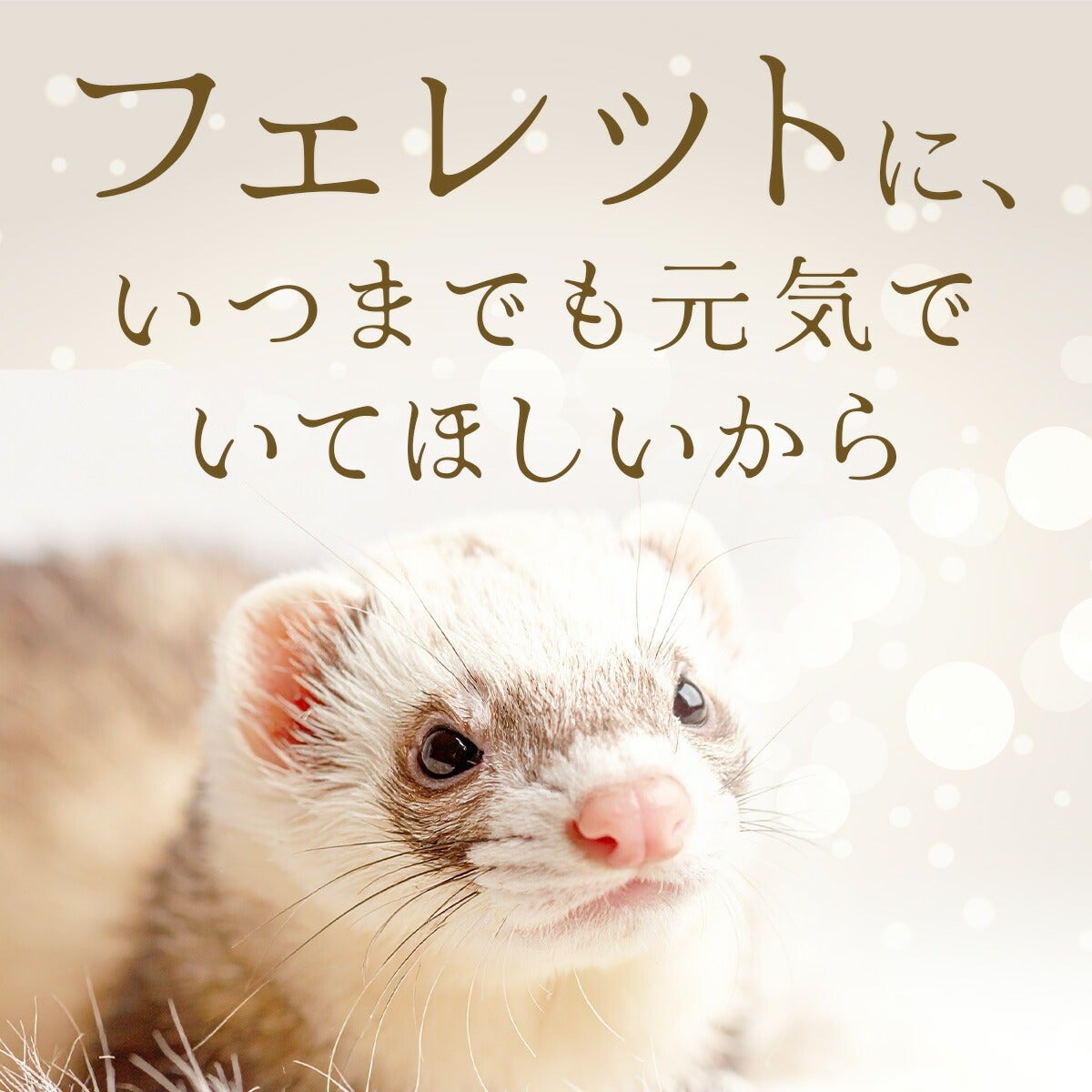 フェレット 【送料無料】フェレットフード ジャパンフェレミアム1.5kg