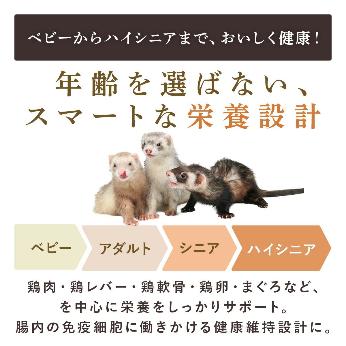 フェレット 【送料無料】フェレットフード ジャパンフェレミアム1.5kg