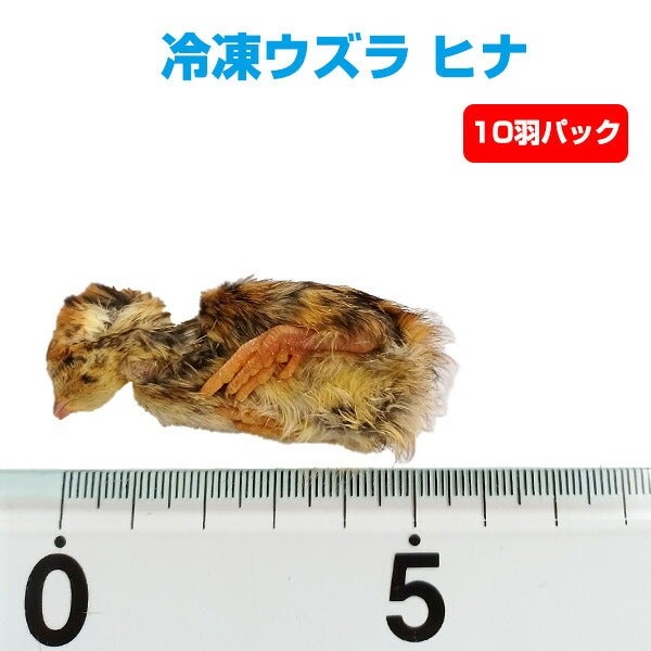 000000001966-01.jpg?size=l&w=