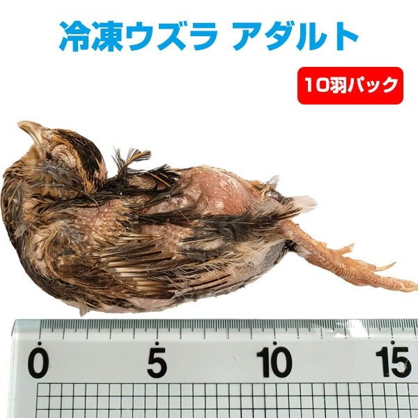 冷凍親ウズラ60羽爬虫類・猛禽類 大幅値下げ‼️冷凍親ウズラ60羽爬虫類・猛禽類 - メルカリ