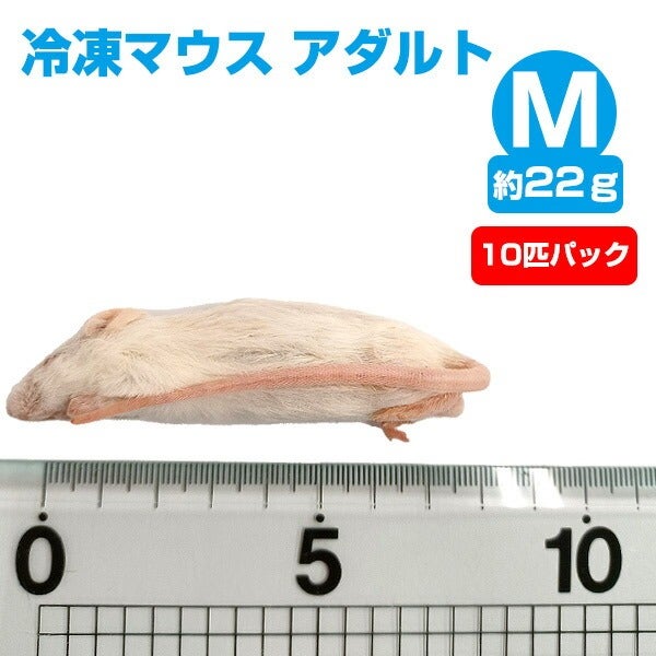 冷凍】 冷凍マウス ホッパー Sサイズ（約10g）10匹パック（T2