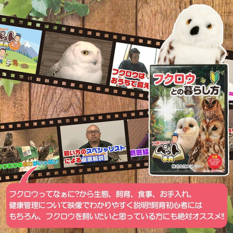 先着限定サイン付き】フクロウとの暮らし方 DVD（NK）【メール便可
