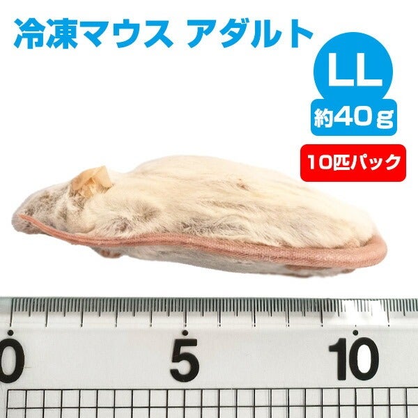 冷凍マウス（エサ） | フェレットワールド WEB SHOP