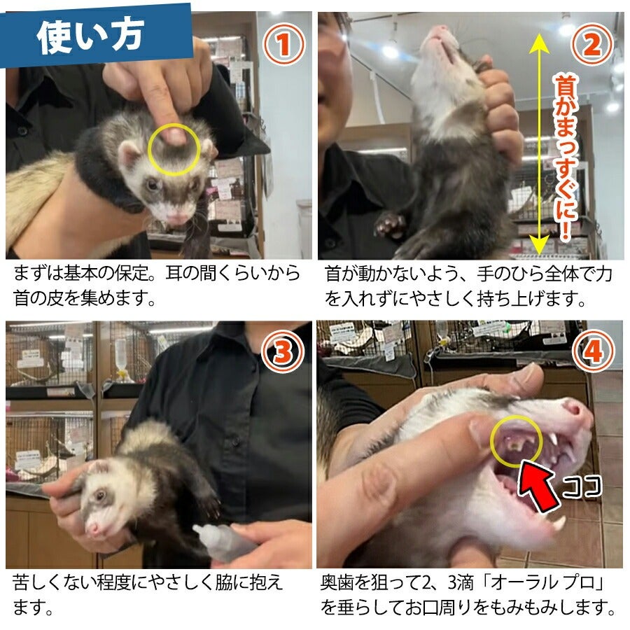 ペット 歯磨き デンタルケア｜P. ピードット パーフェクトオーラル